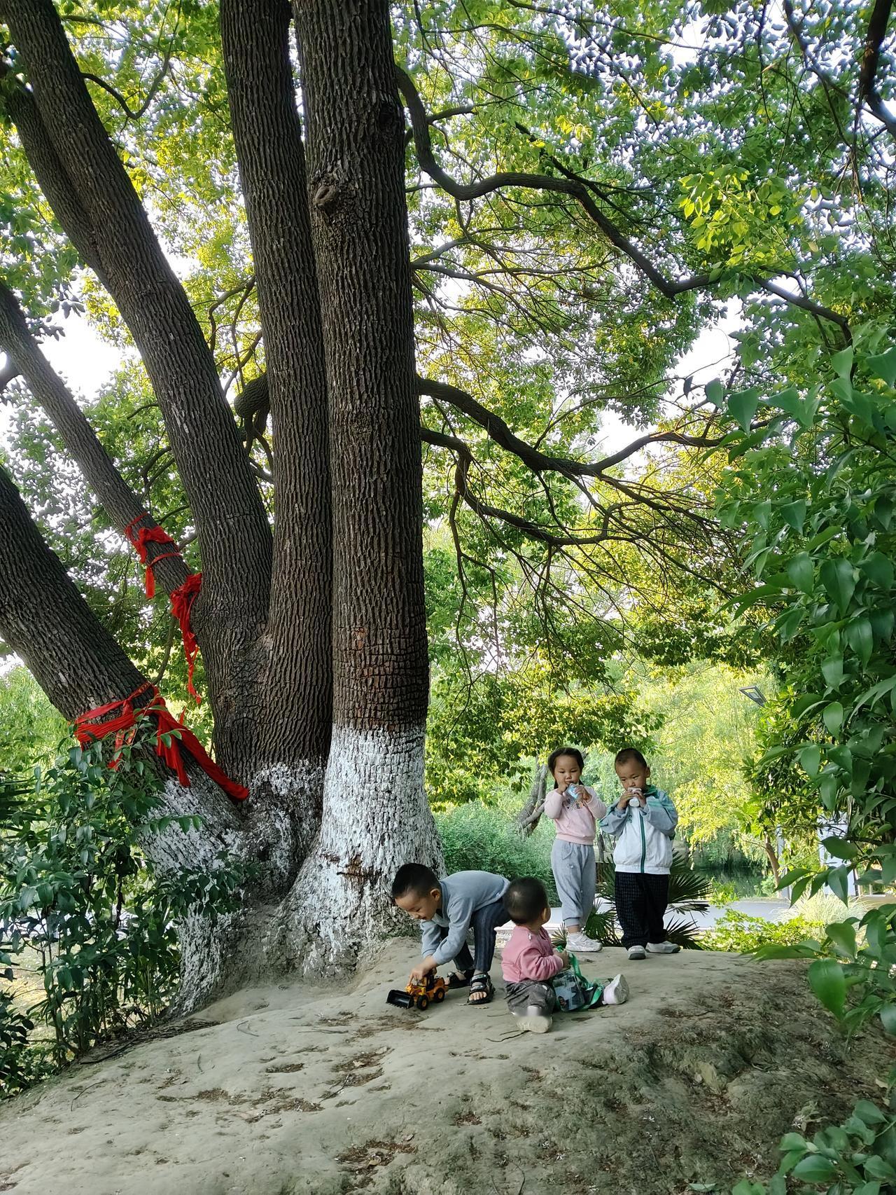 有没有人知道月亮湾公园这棵挂红绳的树什么来头，好粗大呀，感觉超过一百岁了