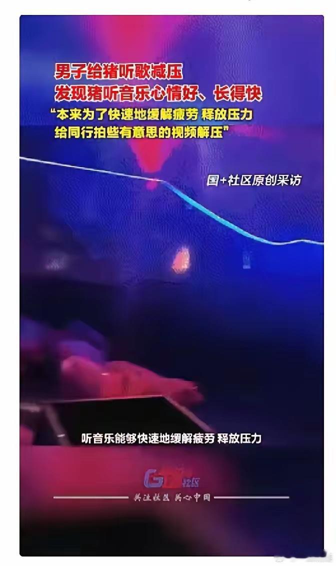 解释不清了！近日广西桂林，男子因为养猪实在无聊，就在猪舍中安装了一套音乐设备，让