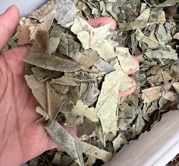 石楠是阳痿，早泄的救星！搭配三物煮水喝，不猛补，照样硬得稳、守得牢


很多男性