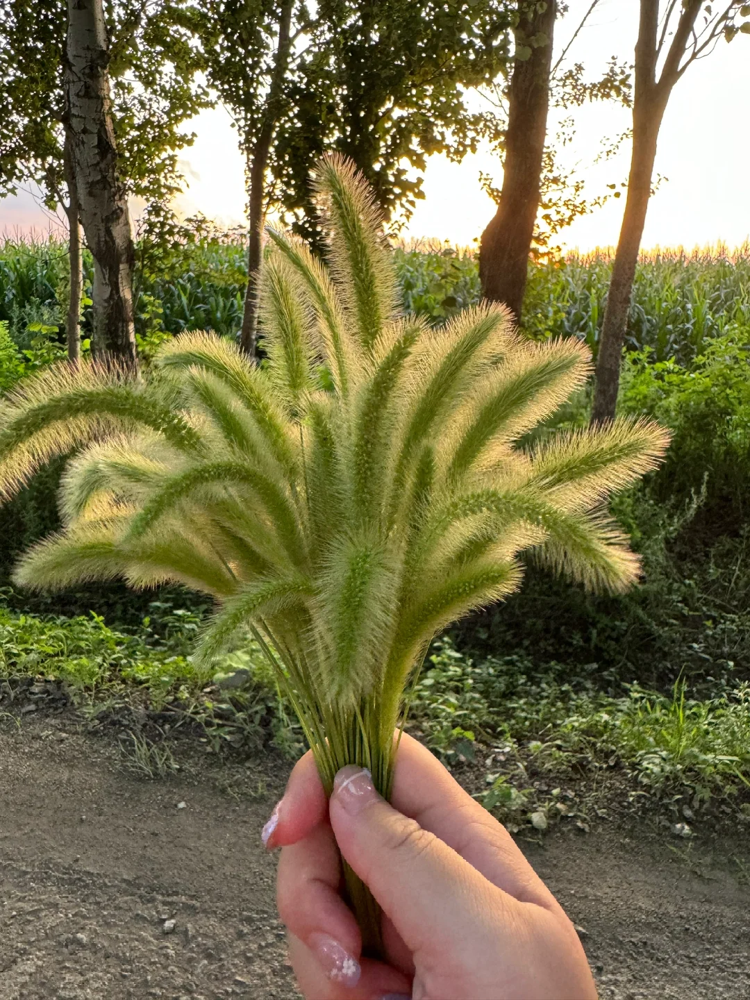 流传百年古法：狗尾巴草煮水，眼干｜飞蚊～