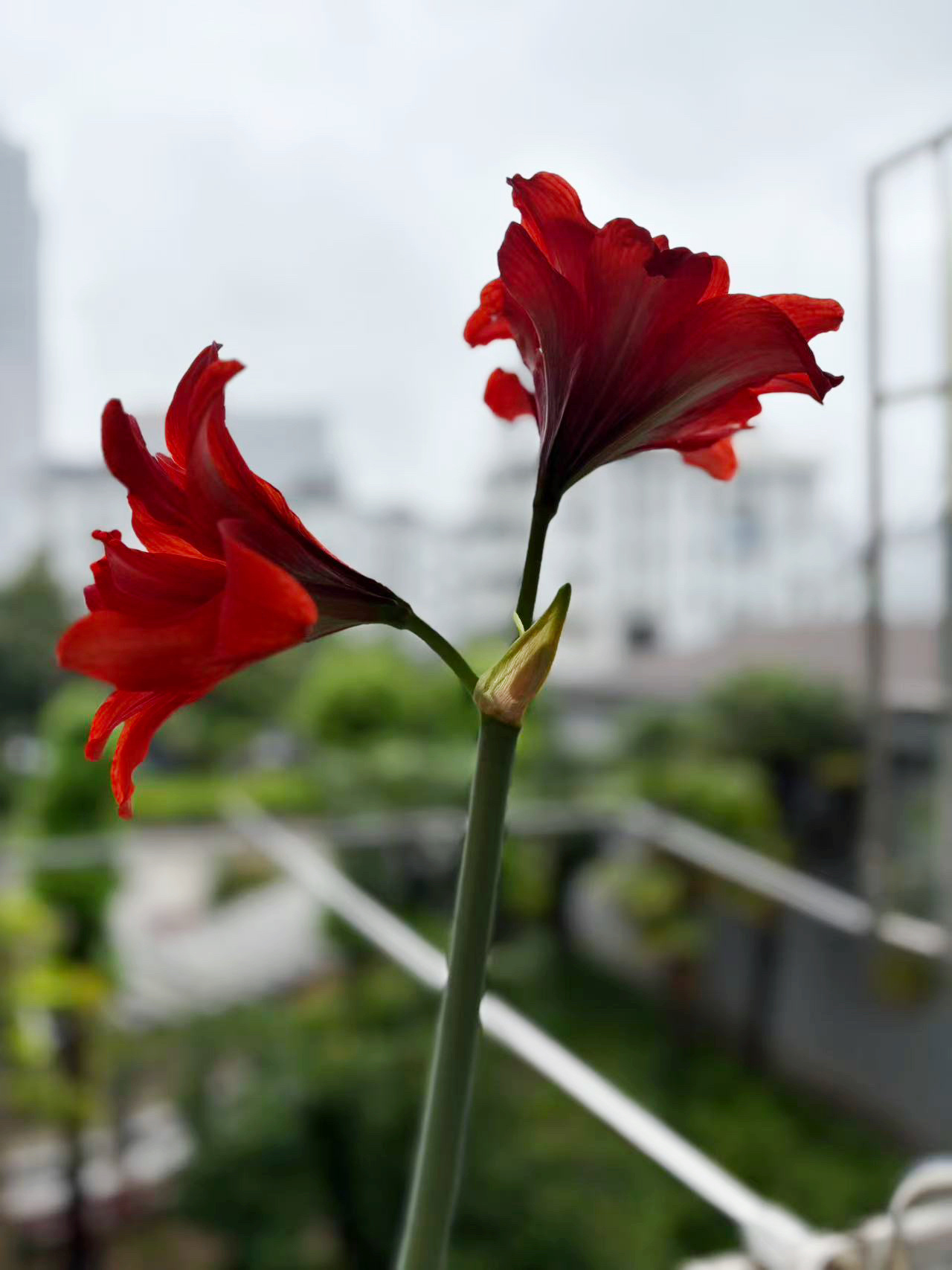 看生万物把日子过得像花看俺之前种的朱顶红[赢牛奶]俺们生万物注定红！ ​​​