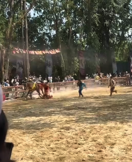 #广州长隆演艺人员被马匹拖行#【广州长隆野生动物世界表演出意外，演艺人员被马匹拖