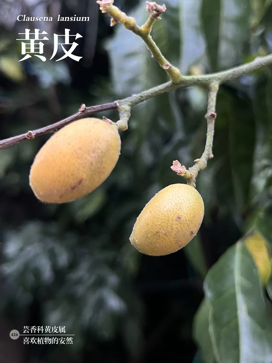 福州植物打标426｜“正气果”黄皮