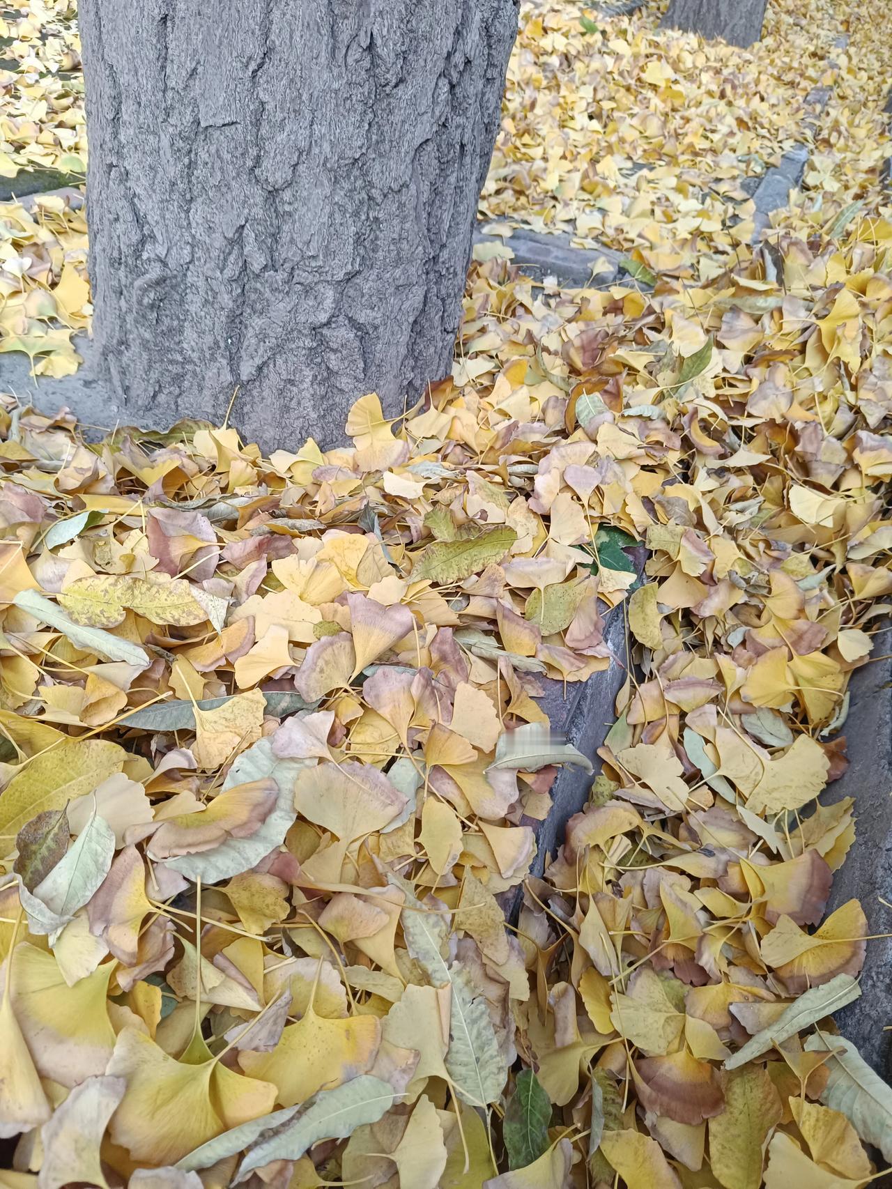 秋天也🈶一种独特的美啊！秋