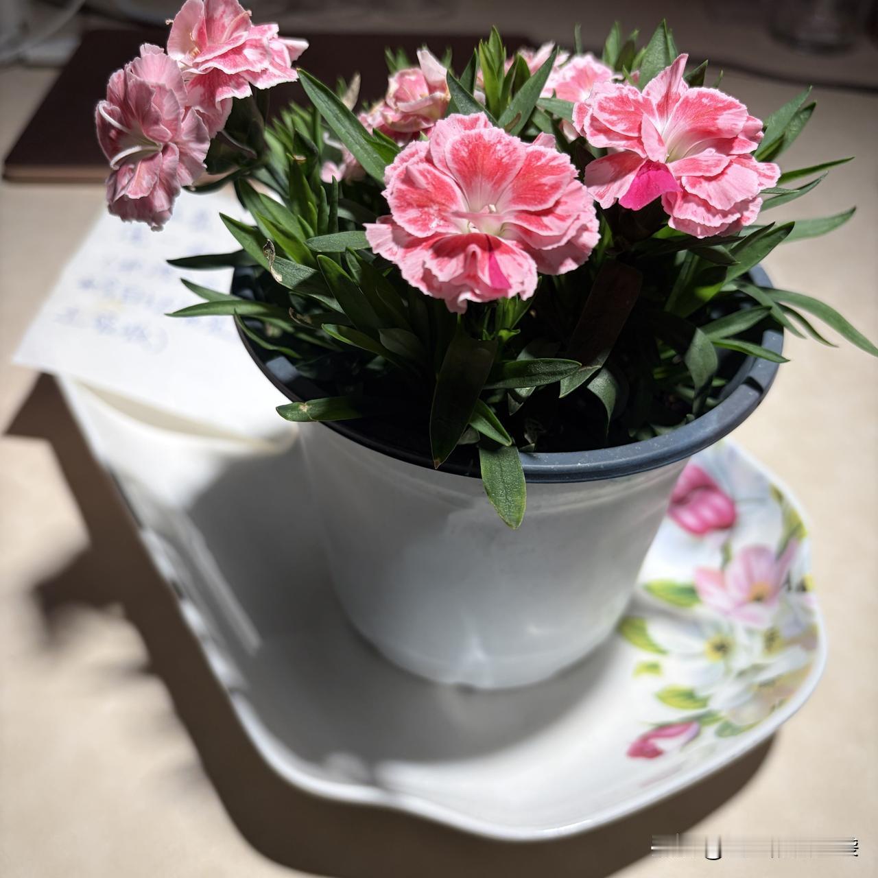 我妈出远门之前，还给我留了一份特殊的礼物。

昨天中午送我妈回老家，我提前到她家