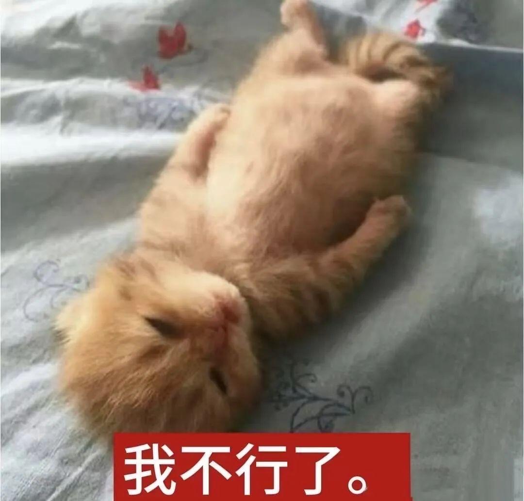 我决定先装死 