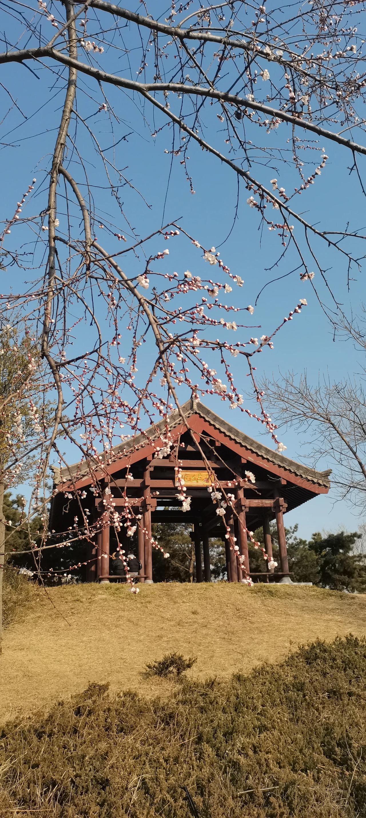 初春的郑州西流湖景色美得不像话。
那里能赏花，梅花像小精灵爬上枝头，红梅接替腊梅