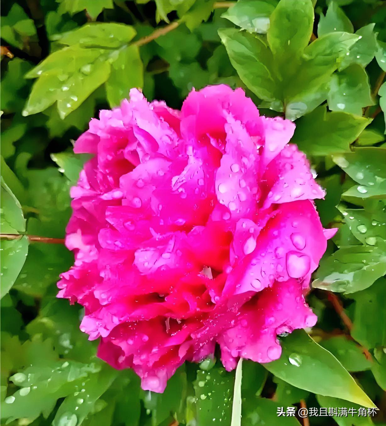 上联：一夕春雨花滴泪
下联：有请雅士[玫瑰][玫瑰][玫瑰]