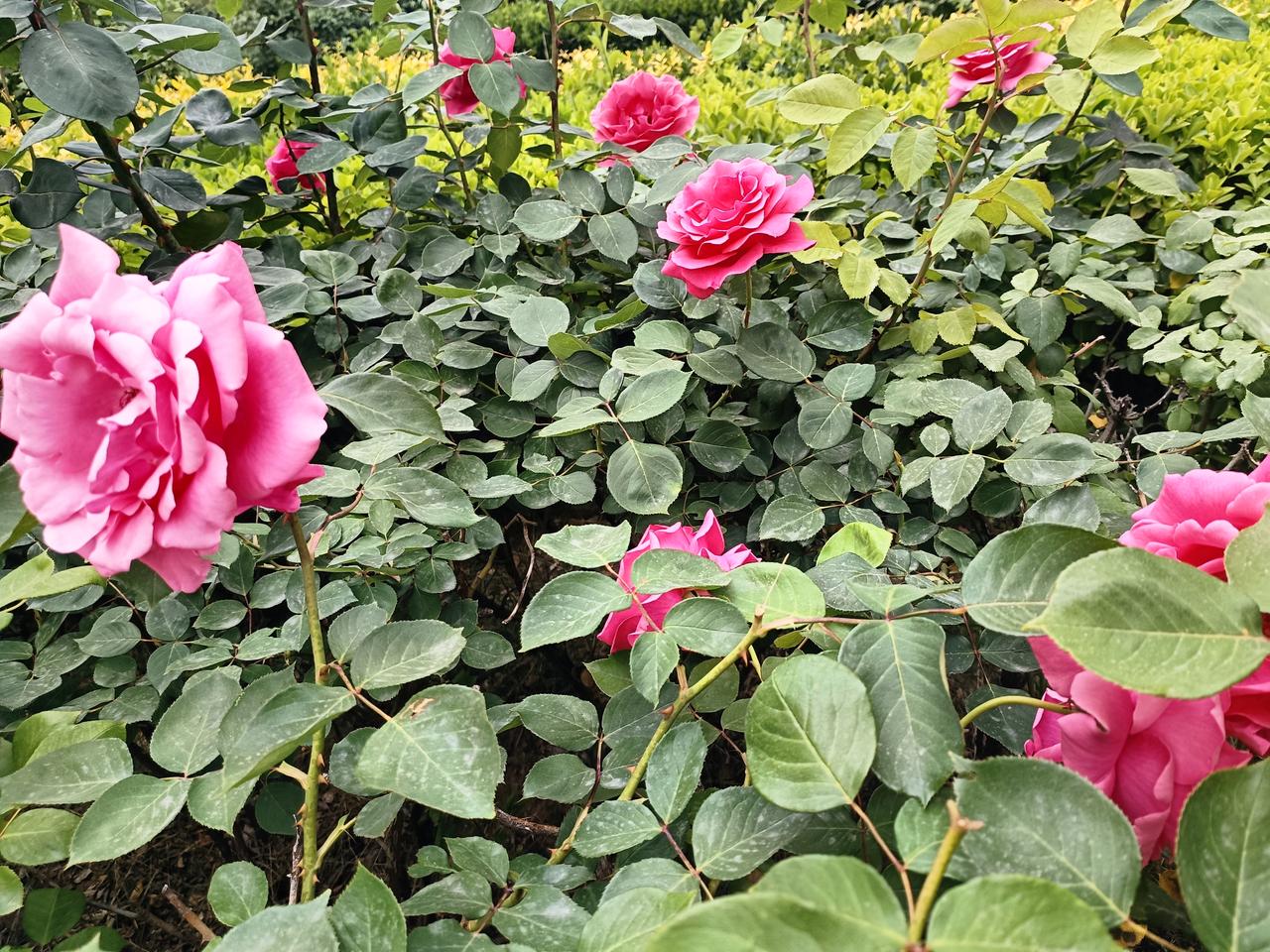 不过两日光阴，小区玫瑰便次第盛放、繁花满枝。
岁月从不待人，花开趁早，人生亦是如