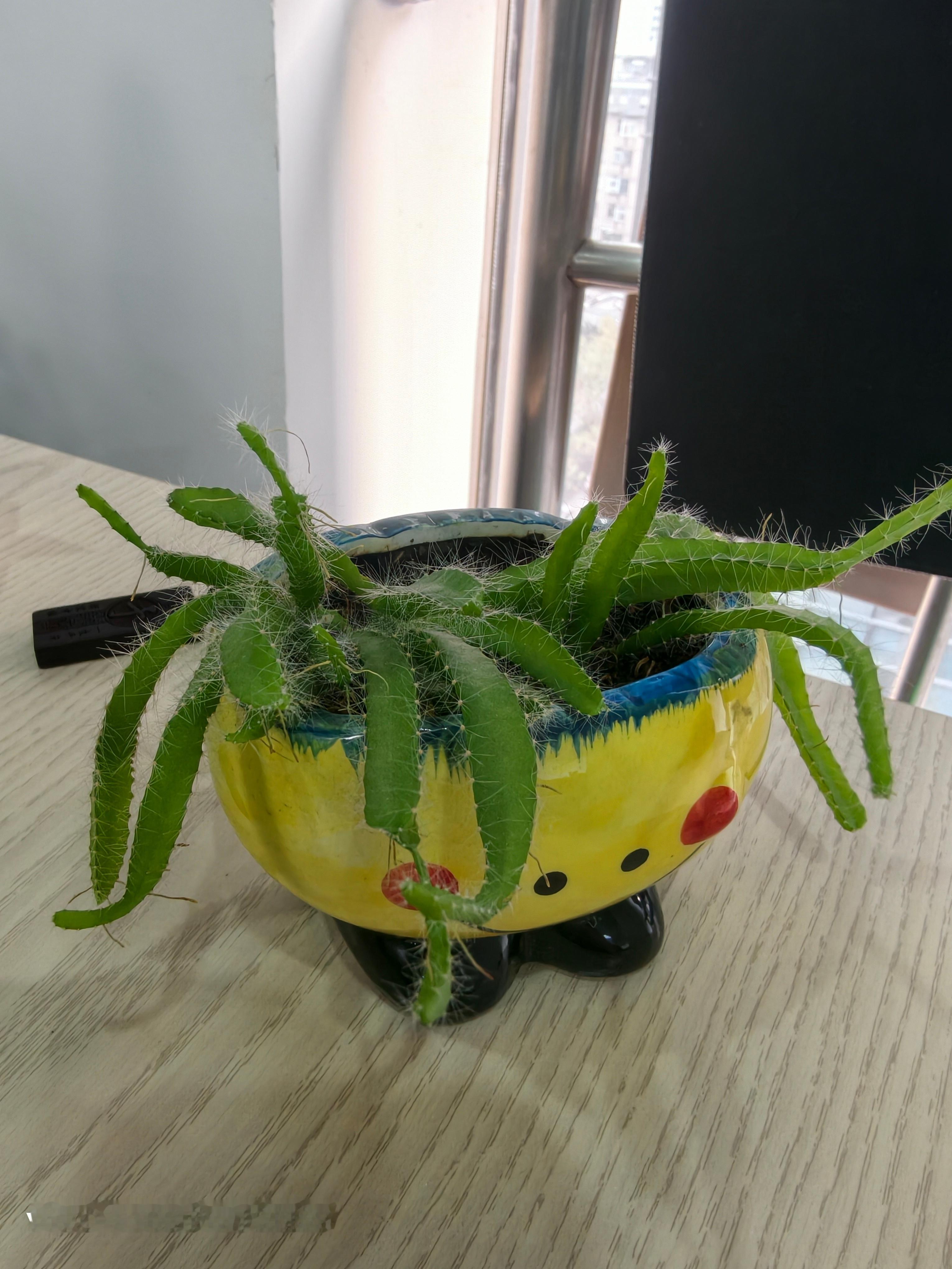 有人知道这叫什么的吗 