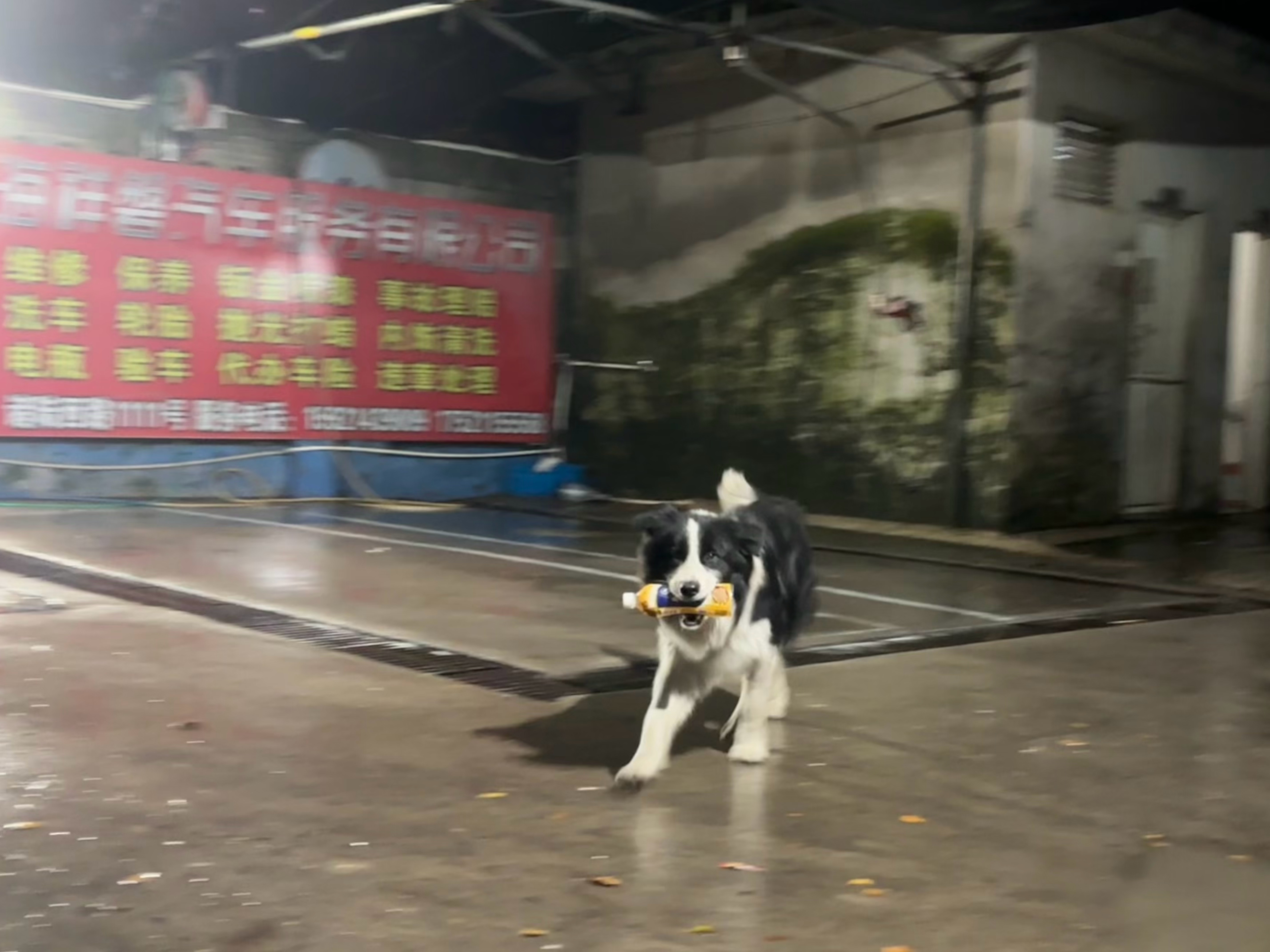 这只边牧叫保时捷。 