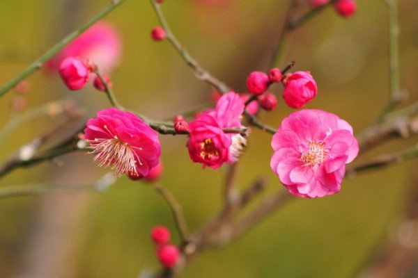 窗外一株梅，寒花五出开。 影随朝日远，香逐便风来。 泣对铜钩障，愁看玉镜台。 行