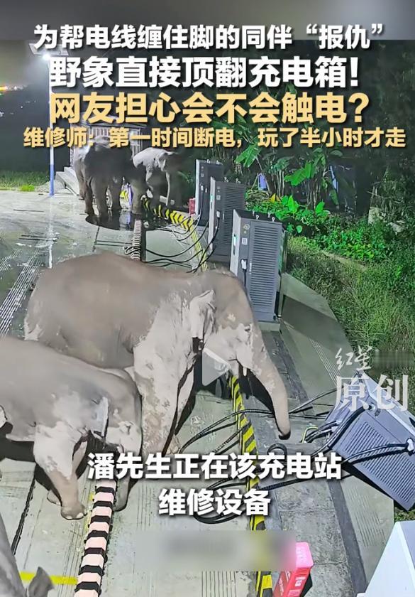 有惊无险！云南普洱，一群野生亚洲象深夜闯进汽车充电站，一头小象经过时，脚被地上的