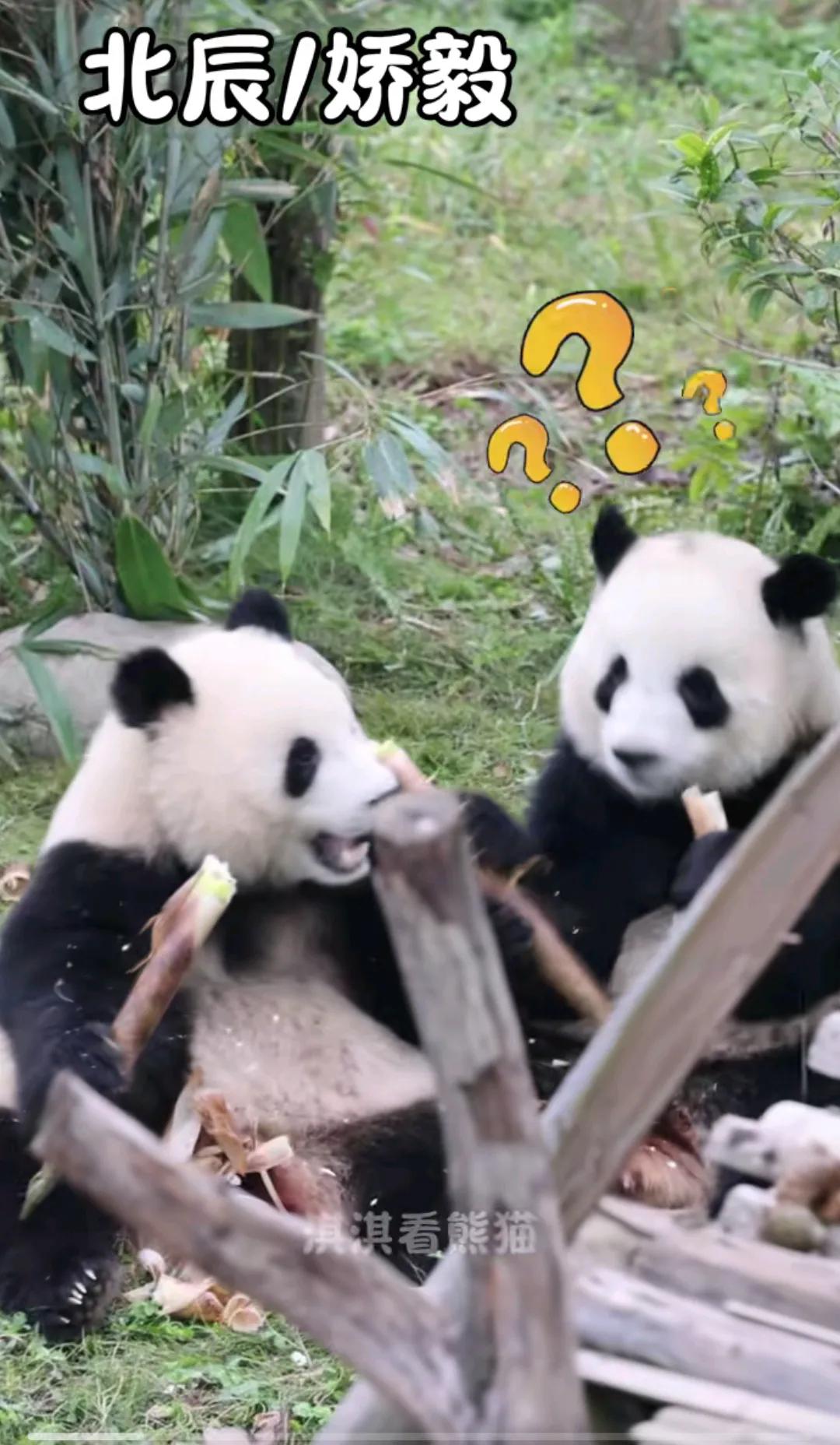 什么？北辰就这样丝滑抢走了娇毅的笋笋！
大熊猫北辰就是小霸王本王，除了自己的竹笋
