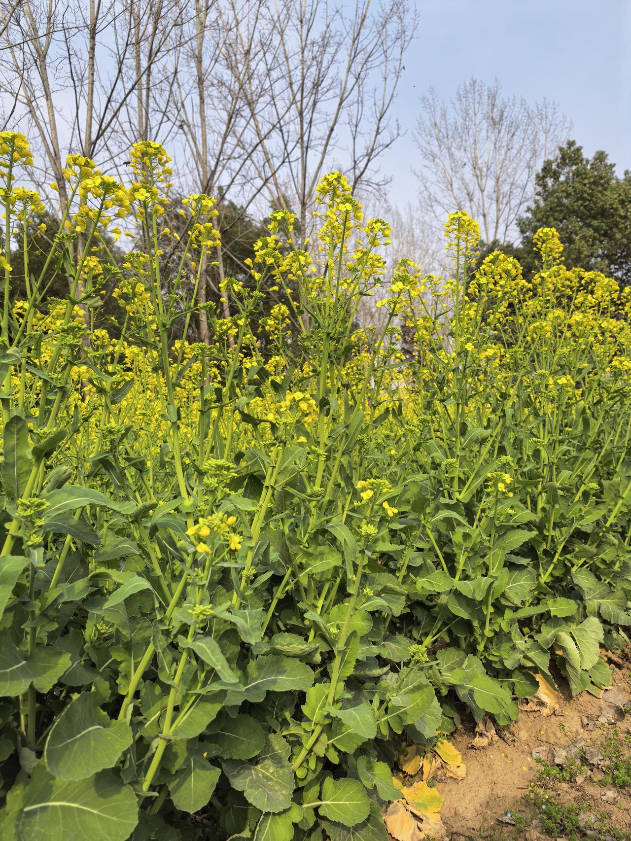 发一张你相册最近拍的花梅花还没凋谢，油菜花又开了。春天各式各样的花，看也看不完，