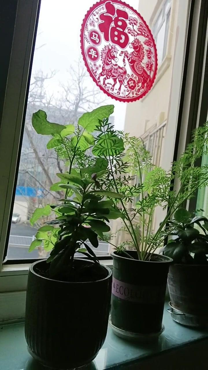 1️⃣挑选鲜花：选几支喜欢的花，比如玫瑰、郁金香，状态越好越容易养护。找个通透的