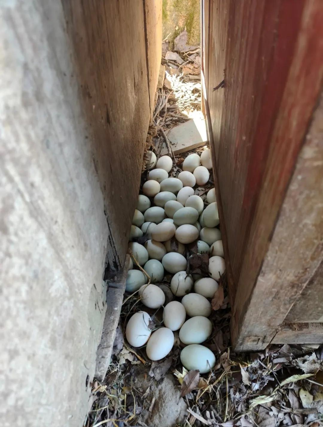 养了几只鸭子好久不见下蛋，准备把它们杀了吃了，却在角落发现一堆鸭蛋。原来这些小家
