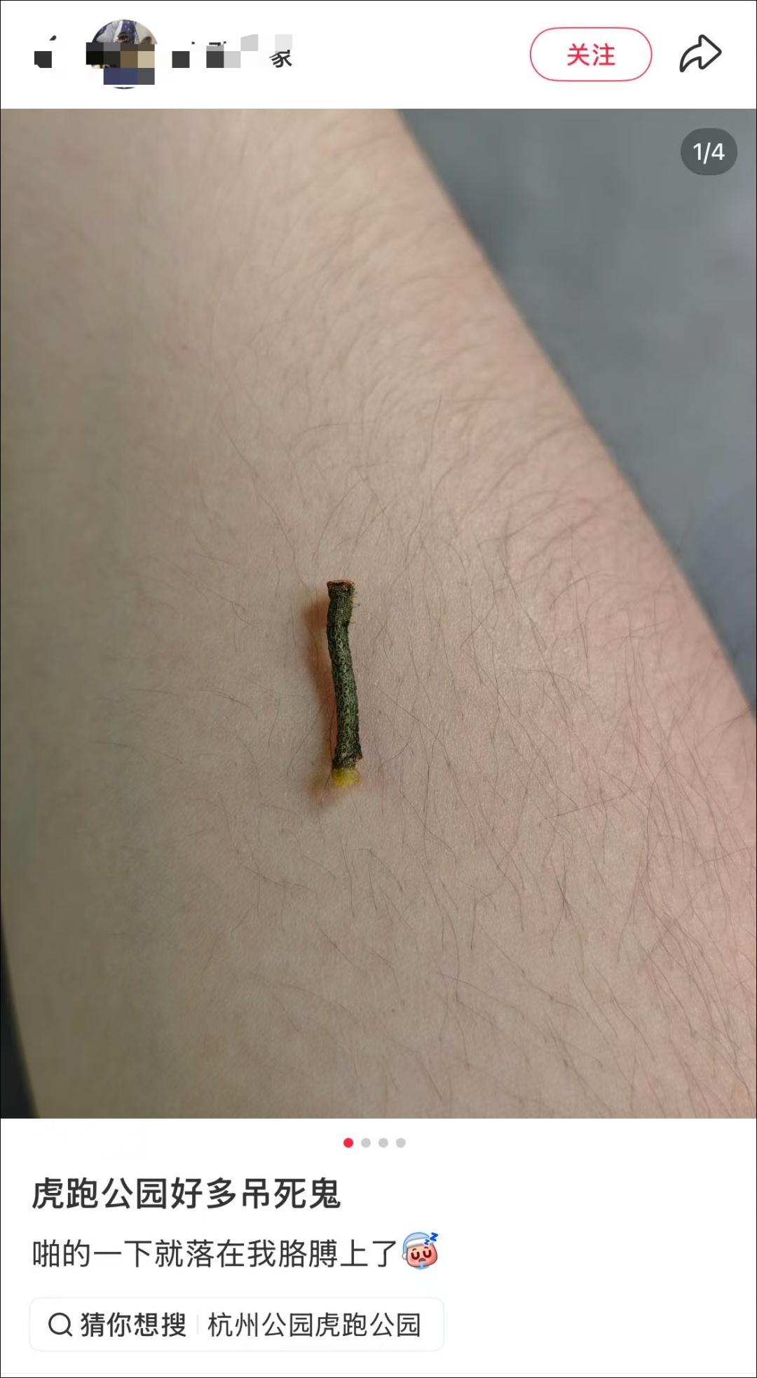 太吓人！西湖九溪虎跑惊现大量Ω形吊挂小虫，随风飘落直往人身上掉，爬山游客吓得不敢