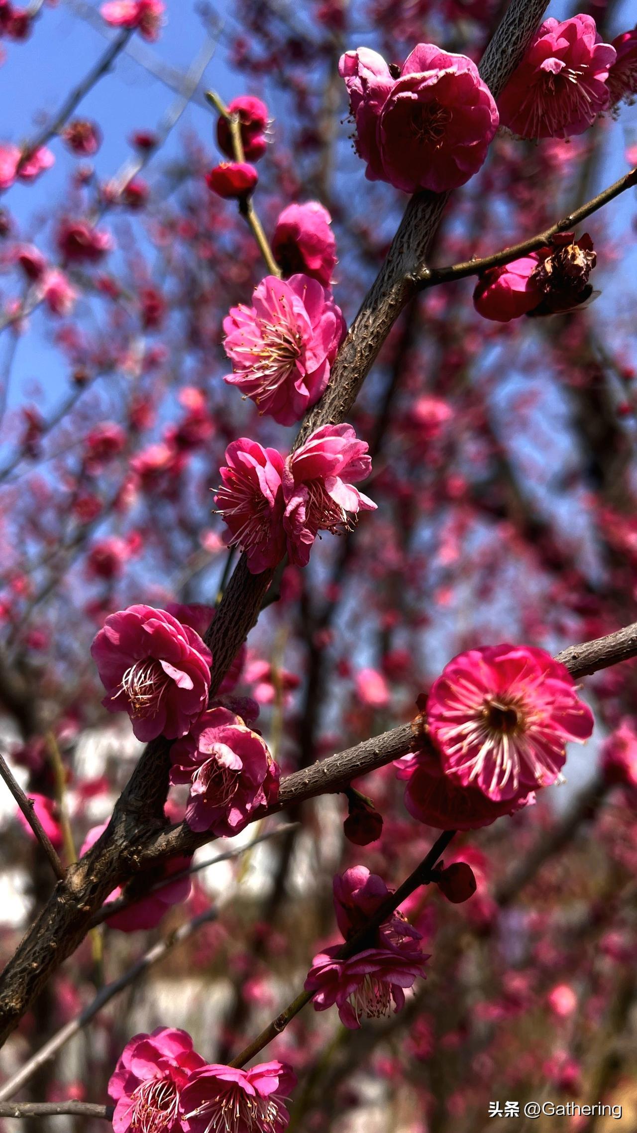 这个春天在某种程度上可能来的有点不稳定，因为广东在下了几场雨之后，从过去的22度