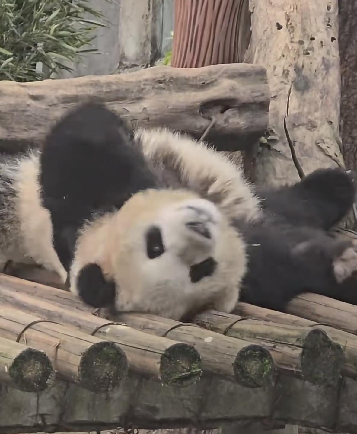 渝可你好甜，虽然图有点糊，不影响～🐼 