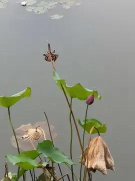 《秋意》
秋雨绵绵夜渐寒，
残莲枯叶独梦难。
寒鸦哀啼霜林瘦，
落叶飘零诉离殇。