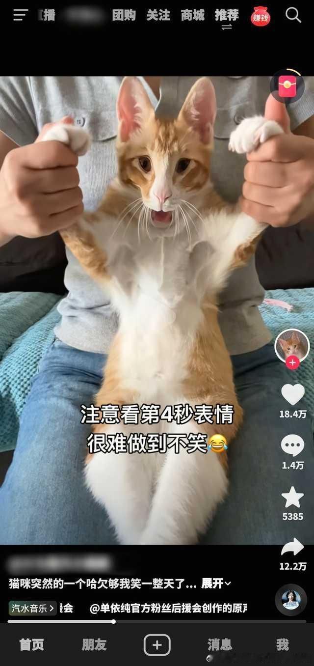 49816【丑猫】这家伙真的是猫吗… 