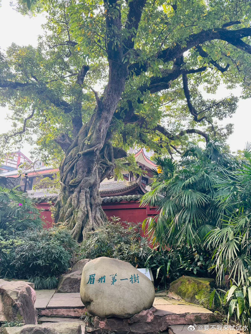 来到了偶像苏轼的老家 