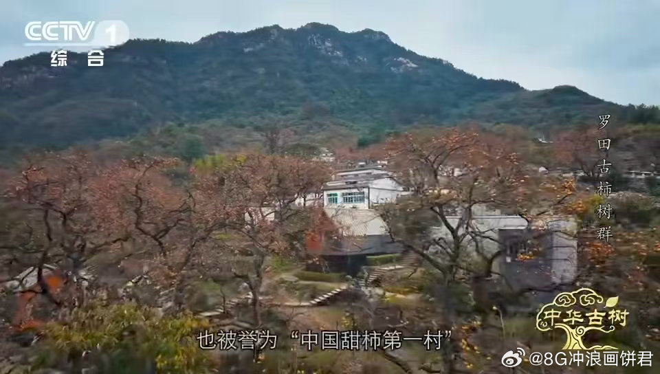 中国少数能现摘现吃的宝藏甜柿柿子界的省心天花板 10月底的罗田，藏着一种“懒人柿