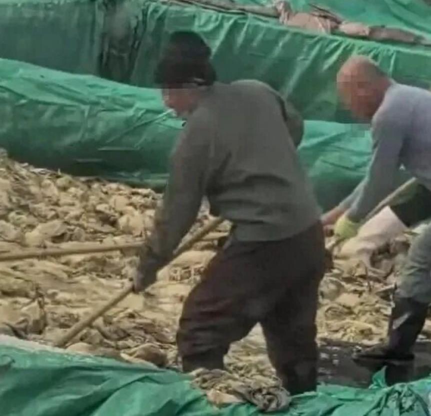 大快人心！辽宁兴城酸菜池里抽烟吐痰男子，已经被警方控制，相关部门将对他严厉惩罚！