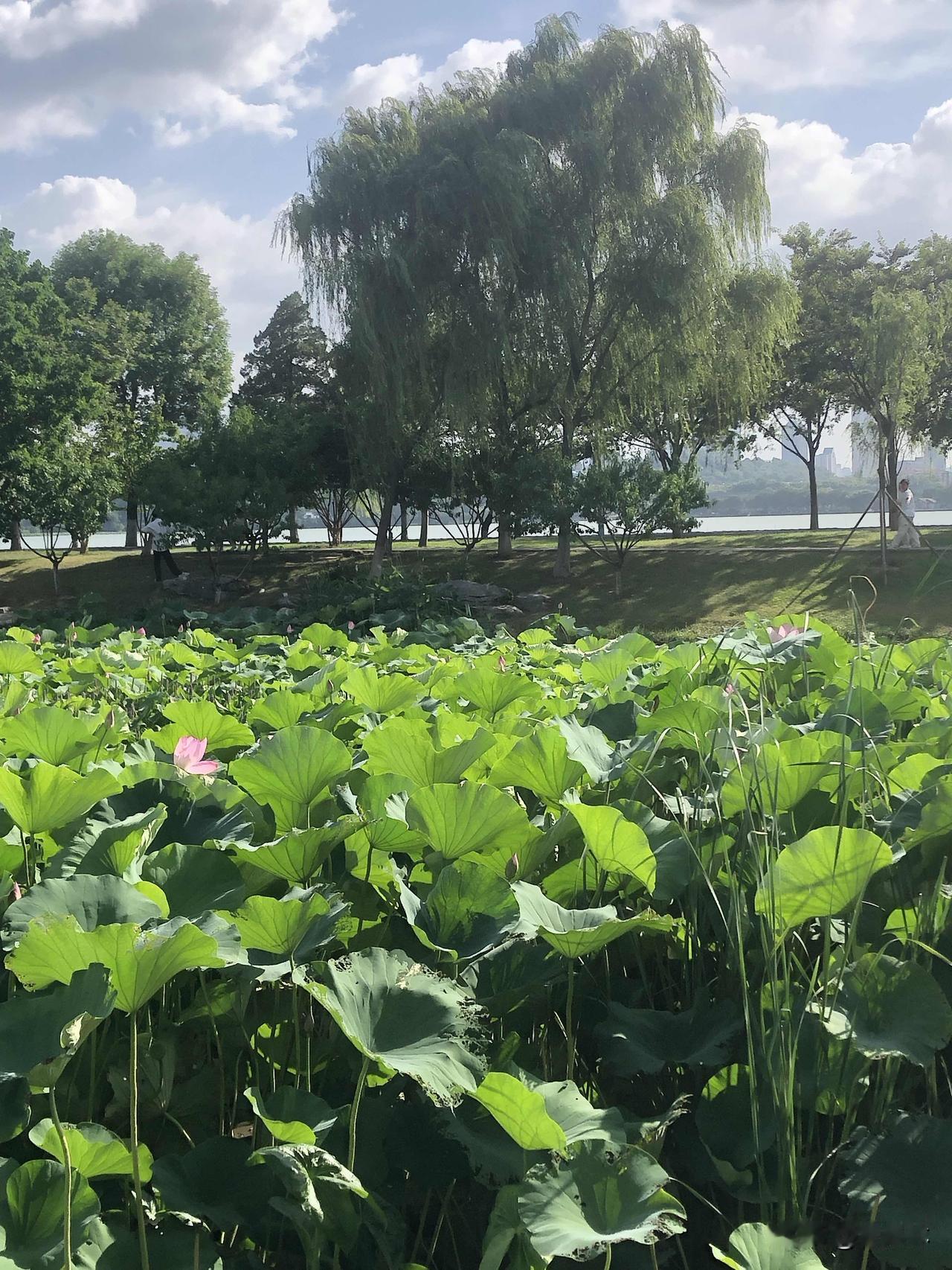天气清爽，专门来赏一池荷花，满满夏日氛围感。大片翠绿荷叶层层叠叠铺满池塘，粉嫩荷