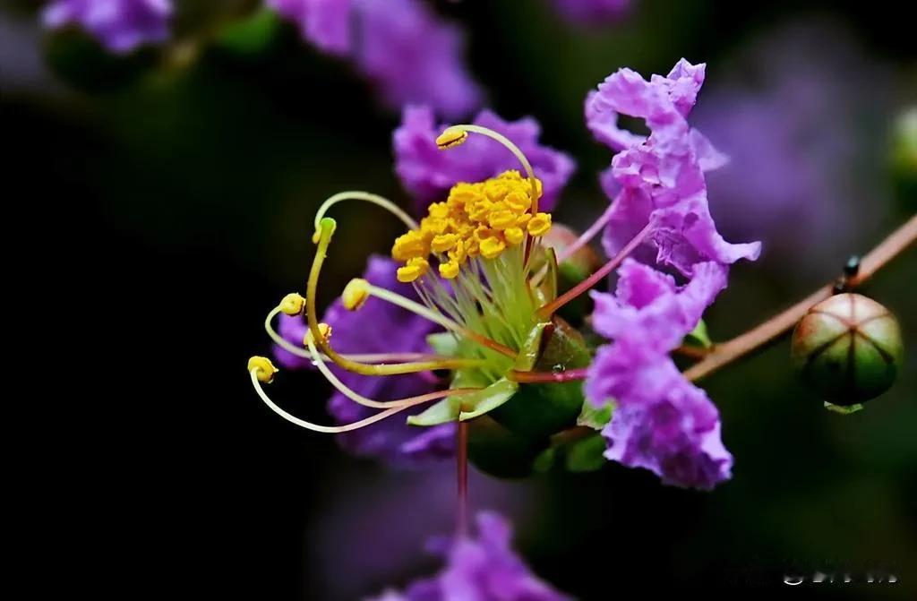 只道花无百日红，此花无日不春风——蔷薇，满庭春色一架香