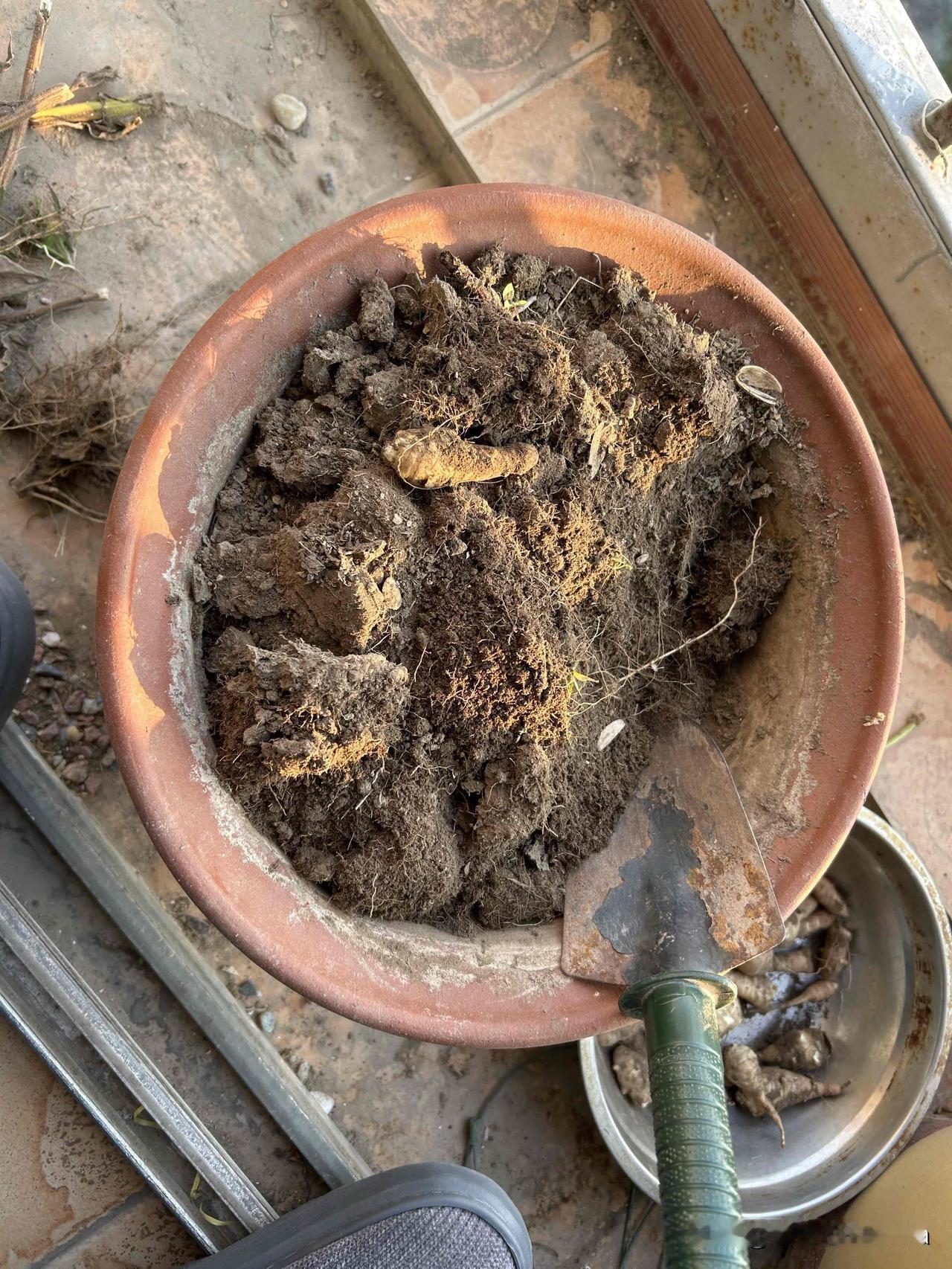 你们看，这是啥？

鬼子姜呀！

我今年夏天给种到花盆里，竟然结这么多！

它还