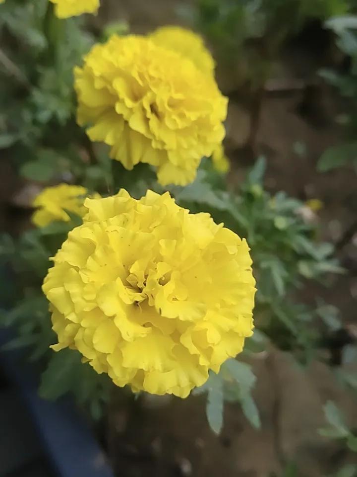 分享艳丽的小花花