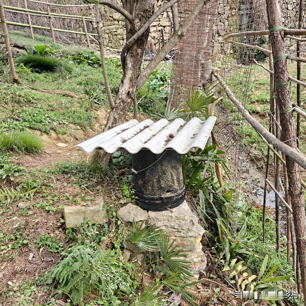 上午收了箱强群蜜蜂，高兴得很！下午检查蜂群发现，原来是自己蜂园里蜜蜂出逃的。高兴