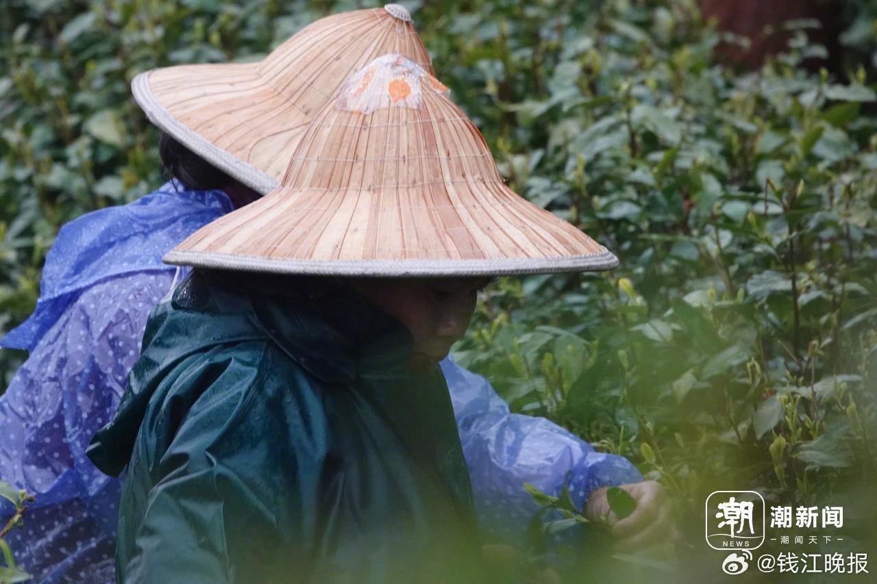 【杭州#西湖龙井春茶零星开采#：翁家山茶农雨中采摘抢“鲜”忙】3月18日清晨7时