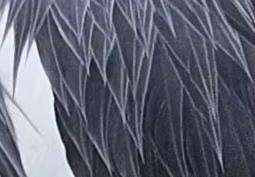 幽默孟子：时世纵横（148）
公孙丑：夫子，有的网民在那儿说怪话，说你们既然这么