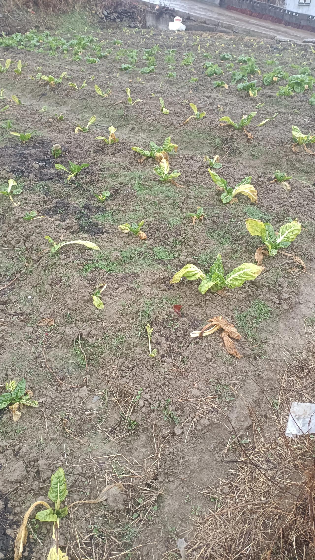 收完红薯的地里，直接种上牛皮菜，到现在两个多月，中间没下雨，早晚低温，中午温度又