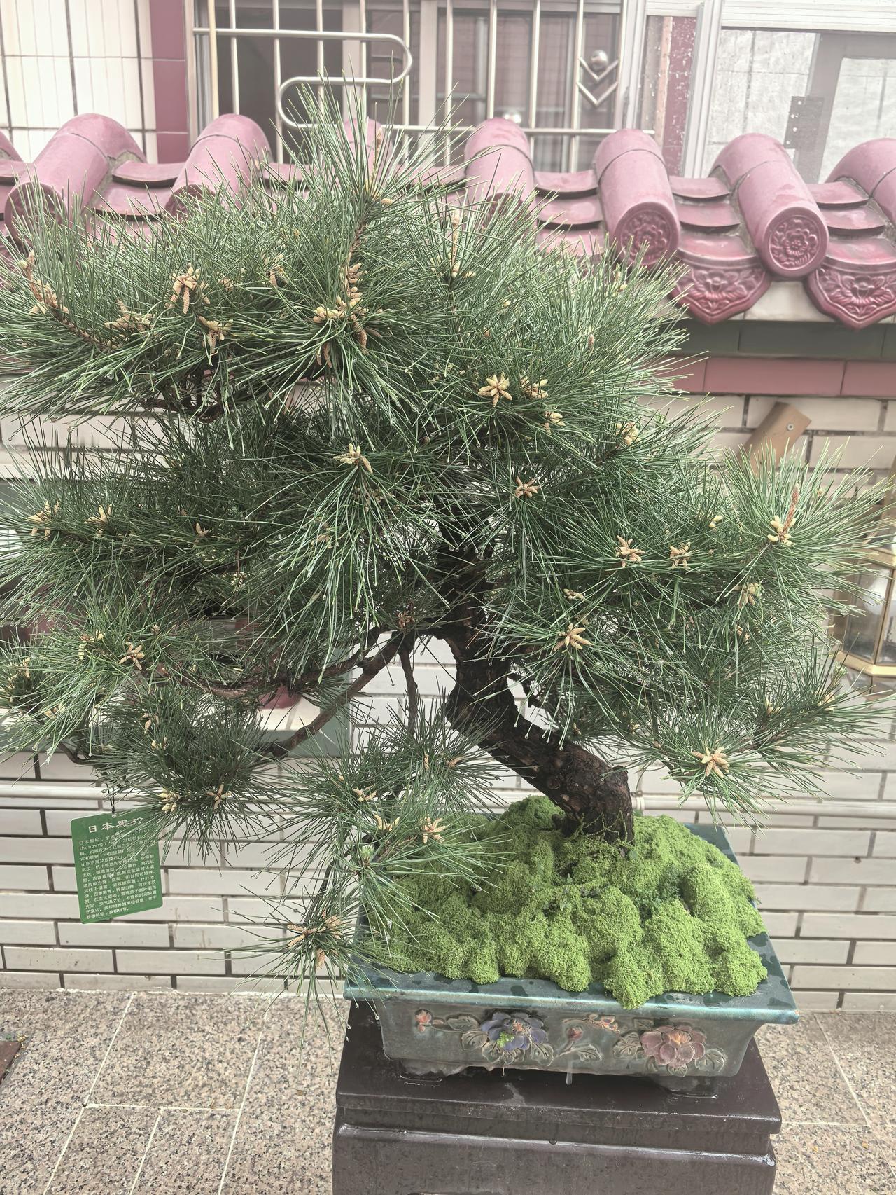 我养了一盆日本黑松（也叫三河黑松），是盆景界公认的“长青之王”，也是日式盆景里最