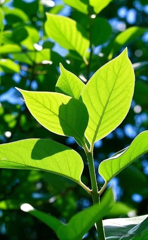 真正的自信是与万物融于一体
老子说
