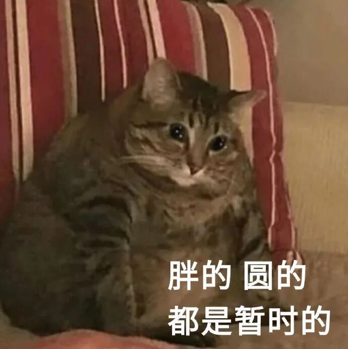 你最喜欢的动物是什么 ​​​
