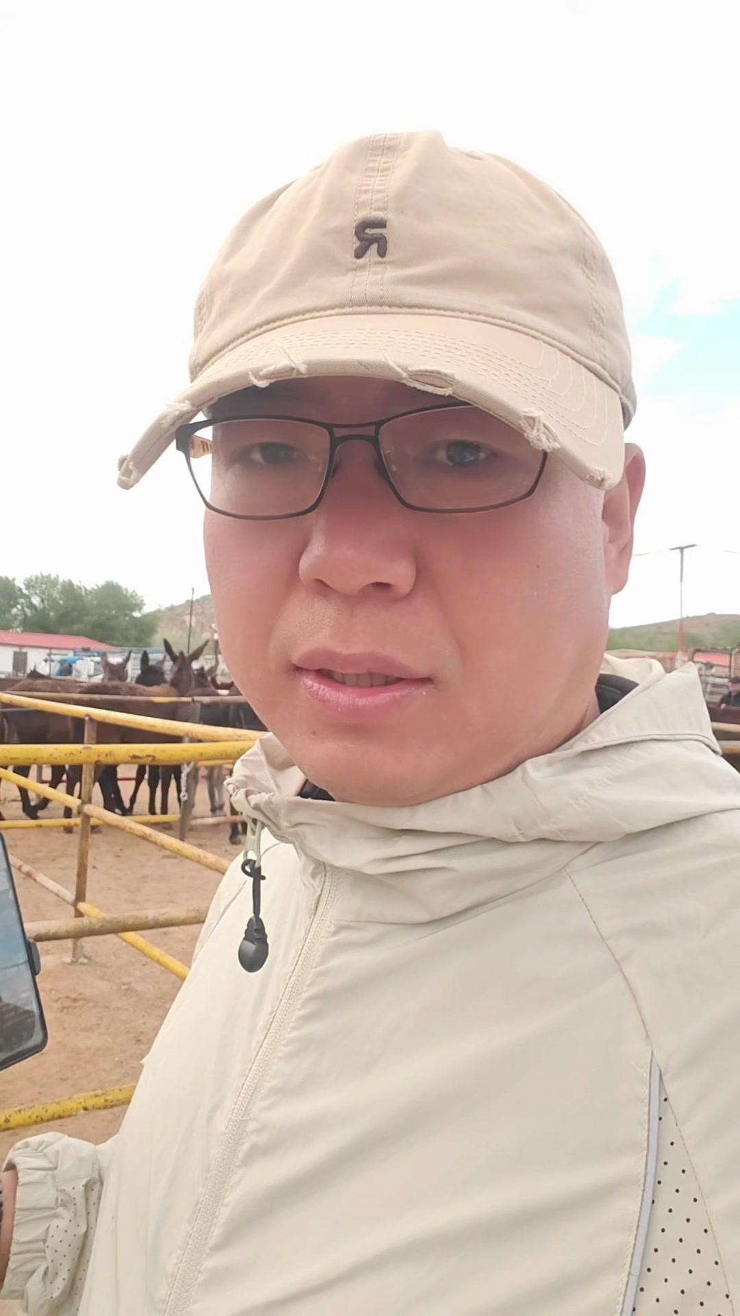 哪些驴苗适合新手养？养驴新手选驴苗避开品种迷信，德州改良驴就不错！它二百来斤，当