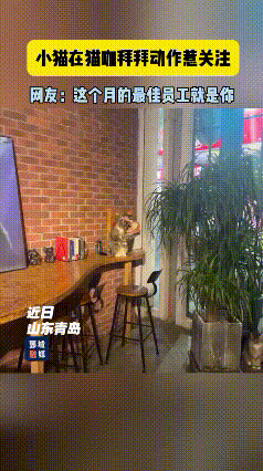 真是笑不活了！山东青岛一家猫咖，老板本来觉得店里全是小猫咪，没必要额外摆招财猫摆