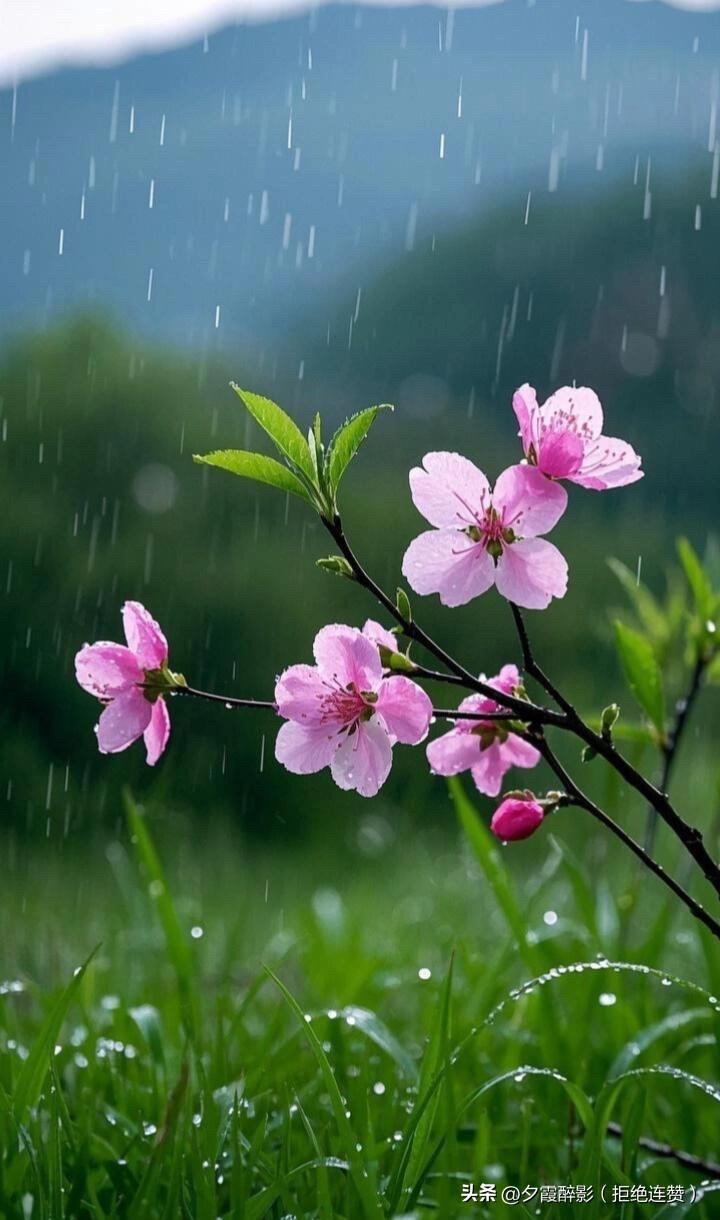 春雨
 

暮春时节，细雨绵绵，无声润物，涤尽尘嚣，染绿山川，催开百花，遂作此诗