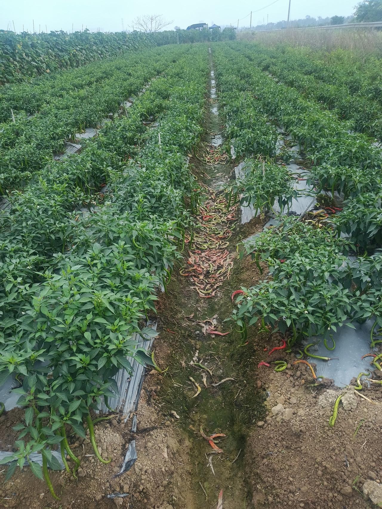 天气变暖，海南反季节瓜菜没有了优势，椒类都烂在地里没有人收购了。
去年入冬，海南