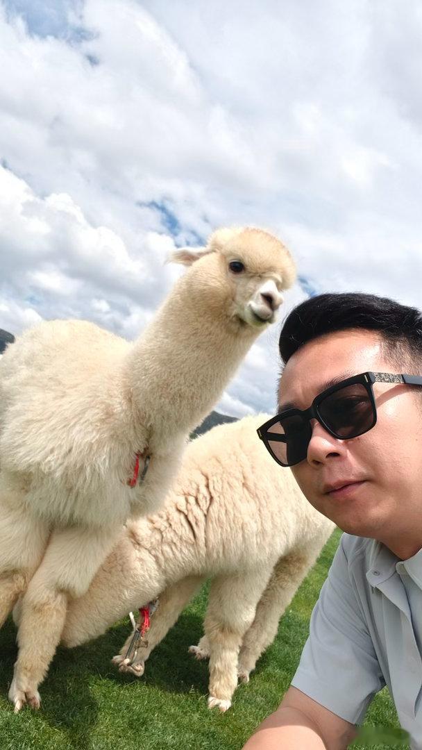 不愧是景区的羊驼，摆拍都是专业的 丽江