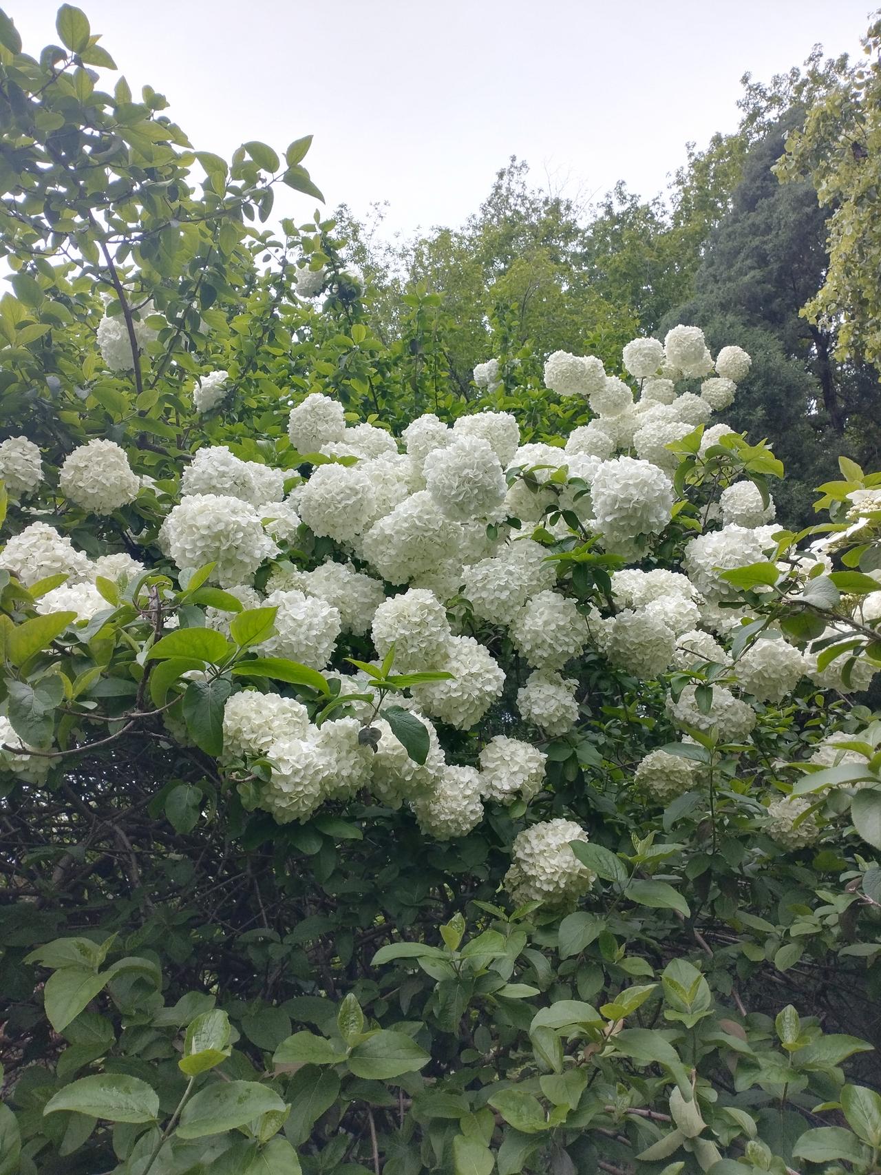 春日限定的木绣球，像把春天揉成了温柔的雪
 
一树琼花覆浅烟，
团团素雪压枝偏。