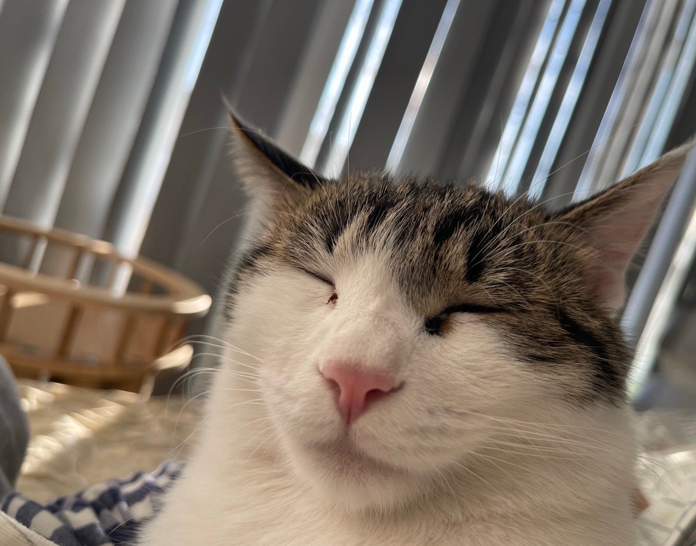 我的花园我的猫田园猫也超美 我的蛋妞，每次都很直接地表达什么叫做生理性喜欢。 