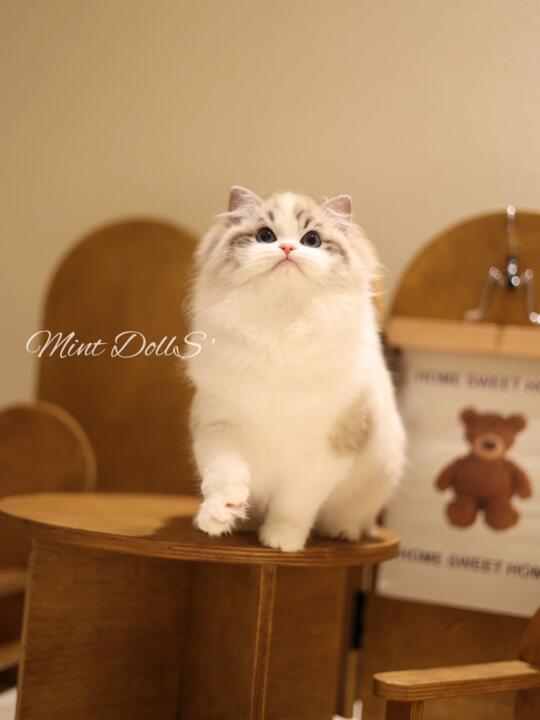 小山猫是梦中情猫没错啦