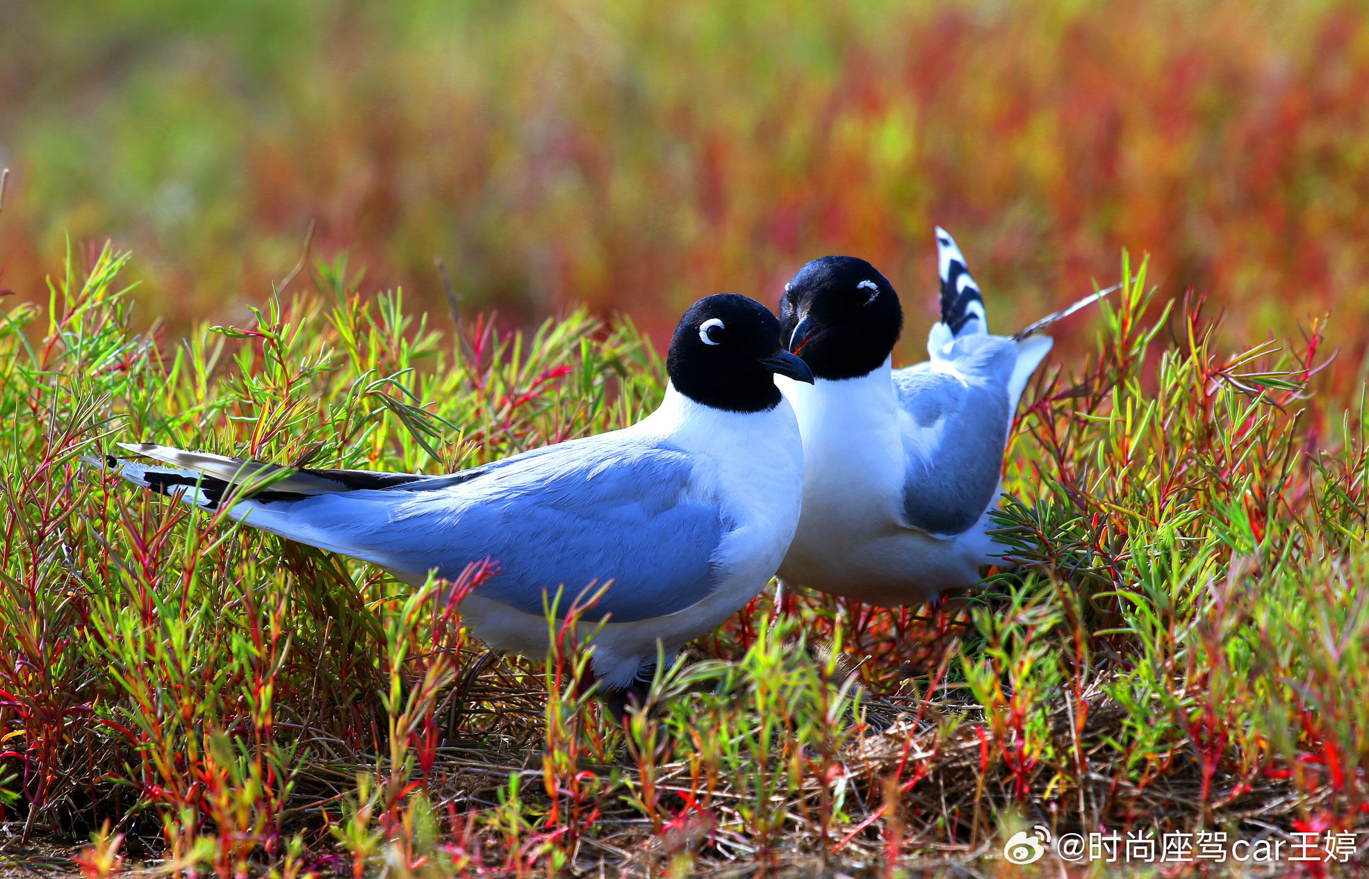“美丽家园行动”，解锁“双湿地计划”！华晨宝马今年将捐资守护家门口“天然氧吧”辽