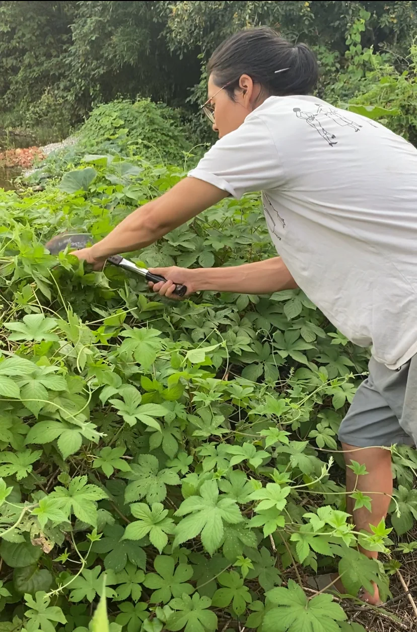 咳疯了的孩子们去喝拉拉秧